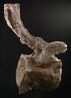 Tall Diplodocus Caudal Vertebra - Dana Quarry #10142-1